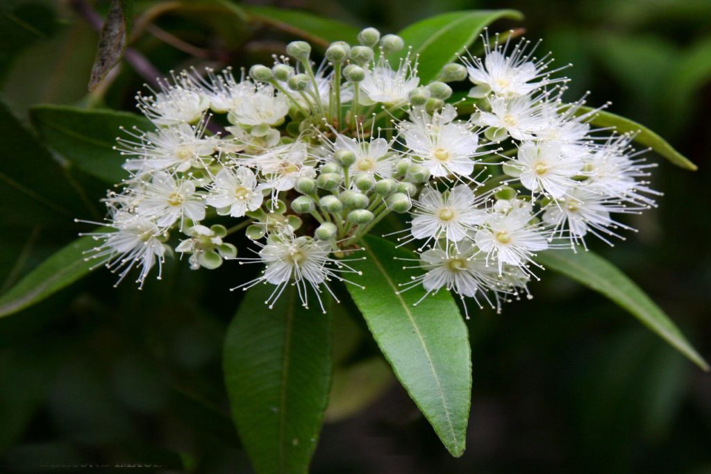 Lemon Myrtle Flower