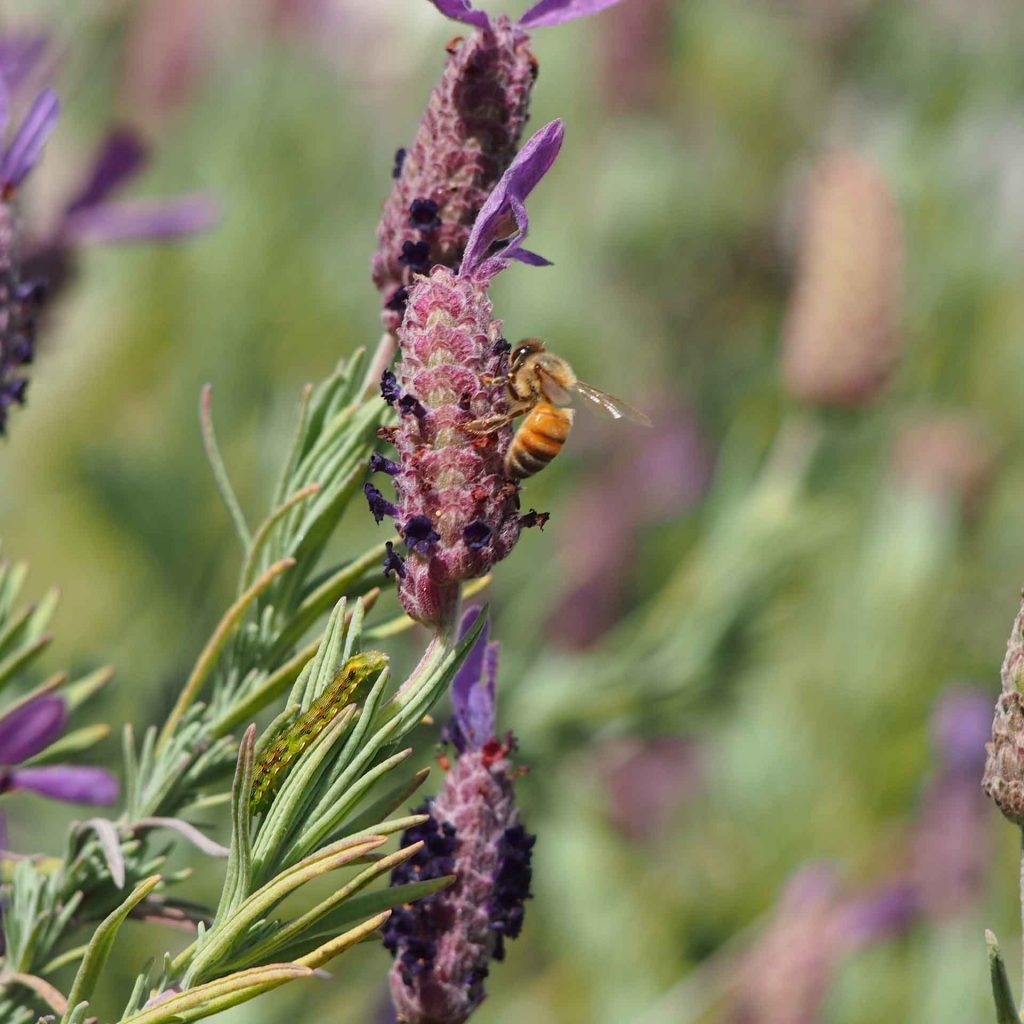Lavender Bee @ Highland Honey