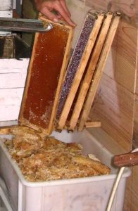 Extracting Beeswax Cappings