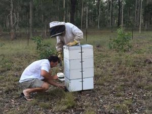 inspecting bee hives