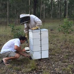 inspecting bee hives