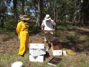 Inspecting Honey Bee Hives