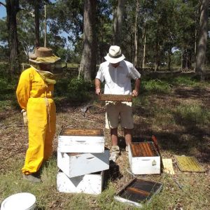 Inspecting Honey Bee Hives