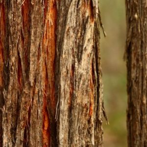 Stringybark Honey