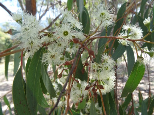 Stringbark Flower