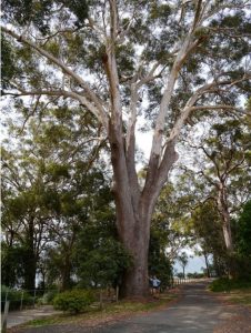 Blackbutt Tree