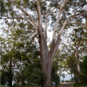 Blackbutt Tree