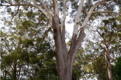 Blackbutt Tree