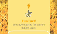 Bee Fun Fact