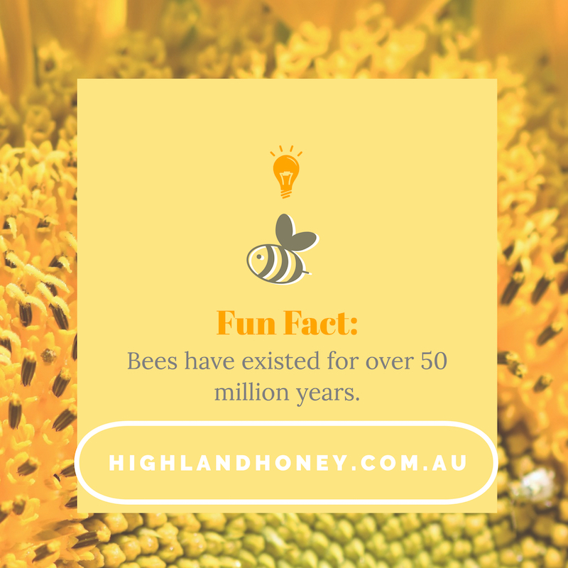 Bee Fun Fact