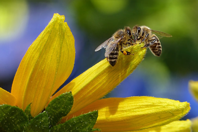 Highland Honey Social Bees